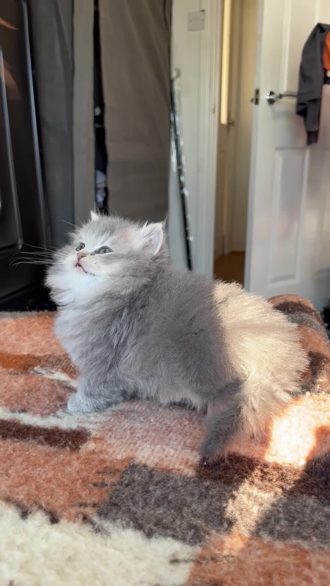 British Longhair cats for sale: GCCF & TICA Registered BLH Kittens - Video 1