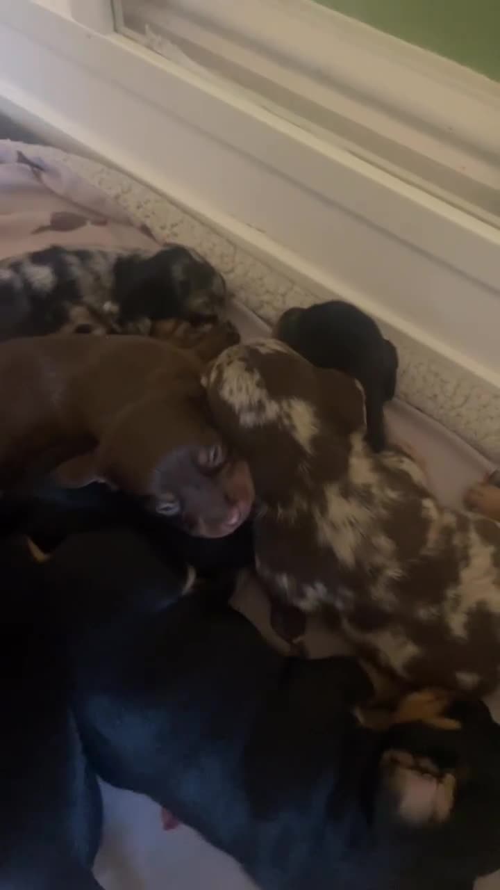 Miniature Dachshund dogs for sale: Ready for new homes Mini Dachshund  - Video 1