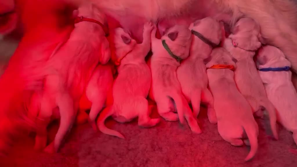 Golden Retriever dogs for sale: Golden Retriever Pups - Gorgeous  - Video 1