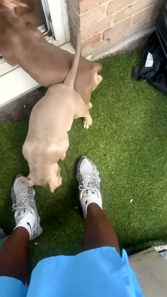 American Bully dogs for sale: Male puppy for sale - Video 1