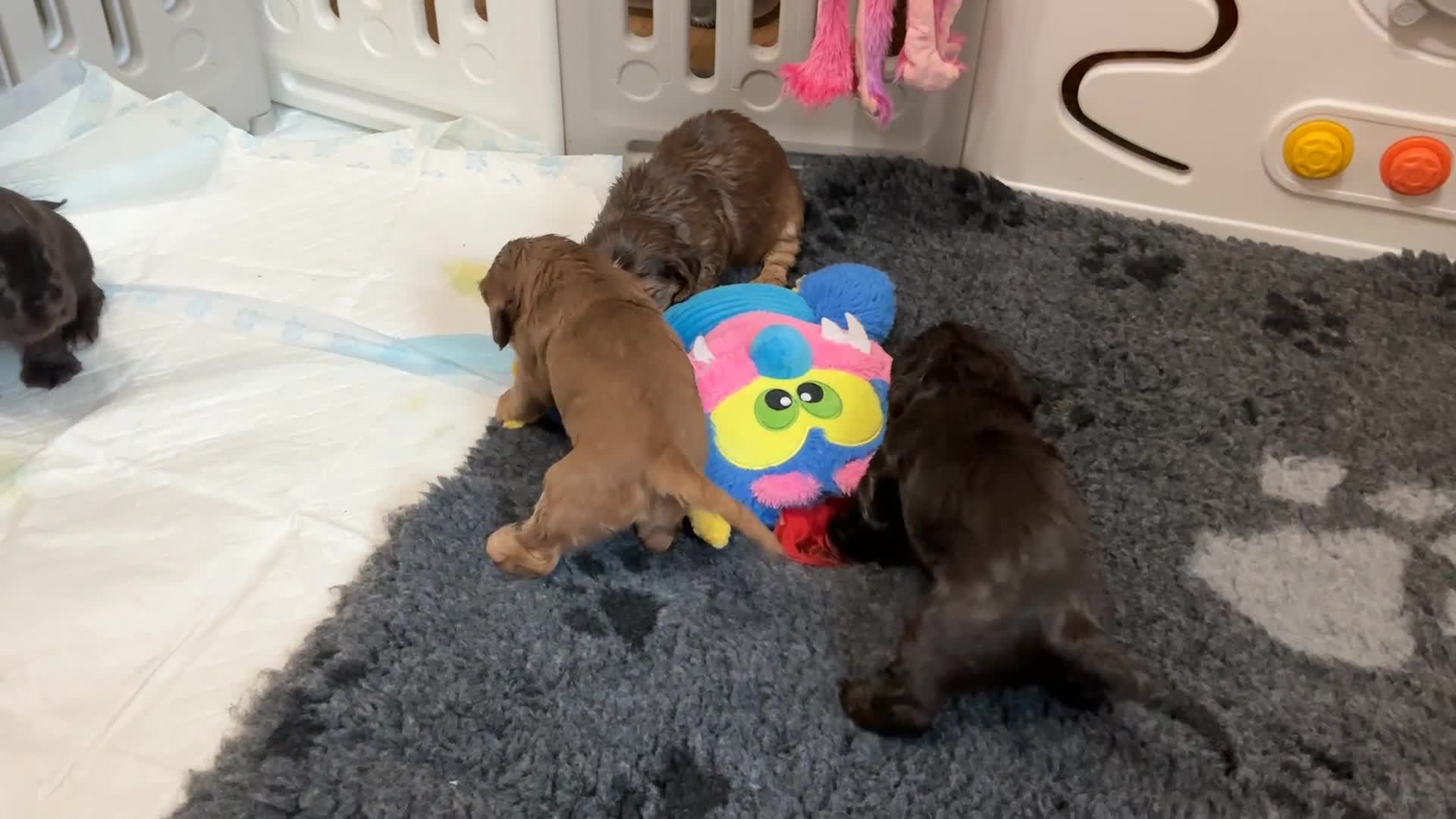 Cocker Spaniel dogs for sale: KC Reg Show Cocker Ext health tested - Video 3