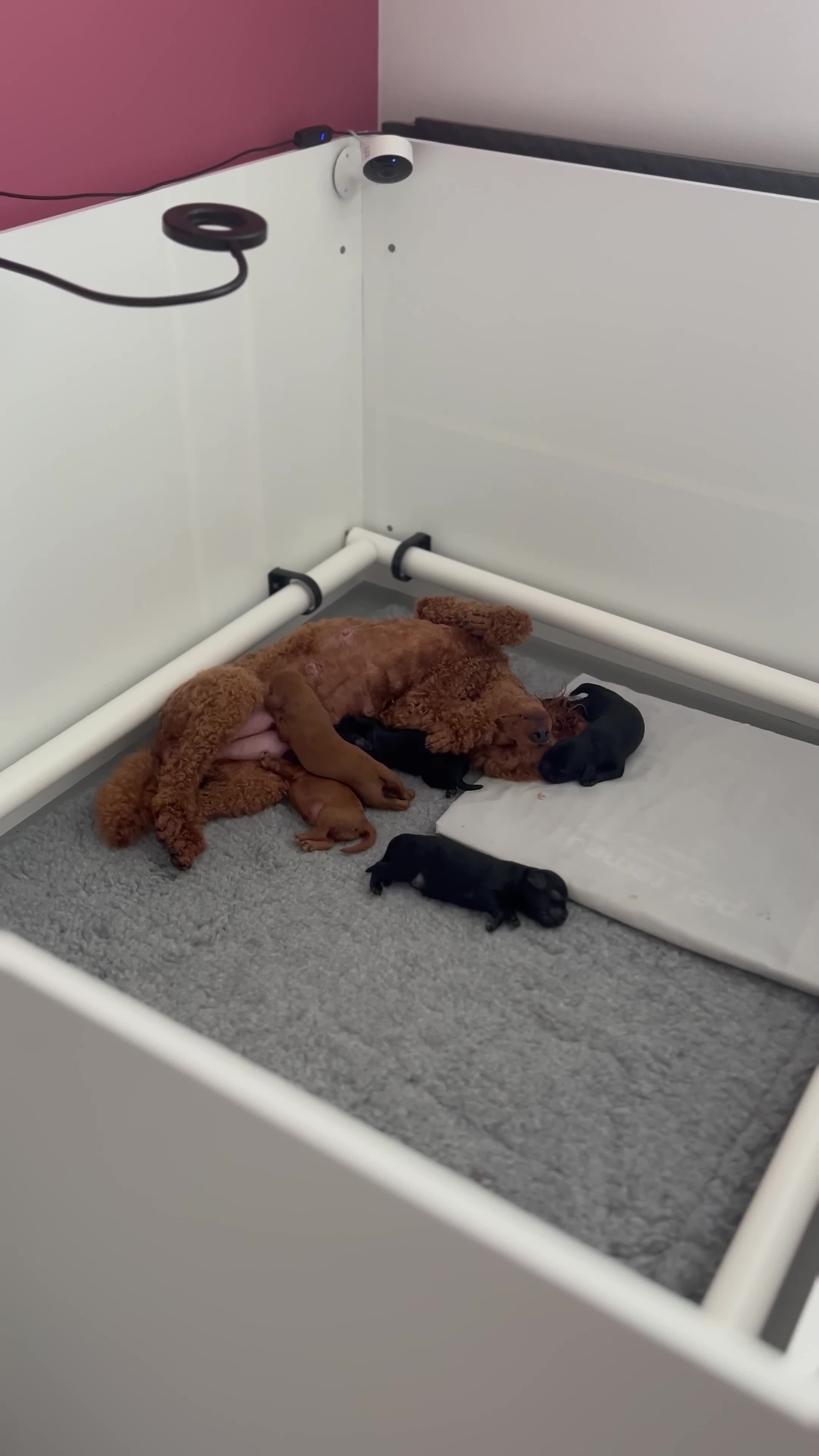 Cavapoo dogs for sale: Fully Health Tested F1 Cavapoo Puppies - 2 Left - Video 1
