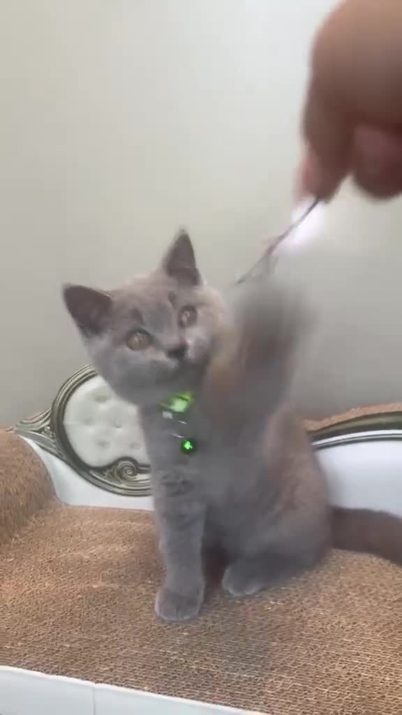 British Shorthair cats for sale: GORGEOUS British Short Hair Kittens - Video 1