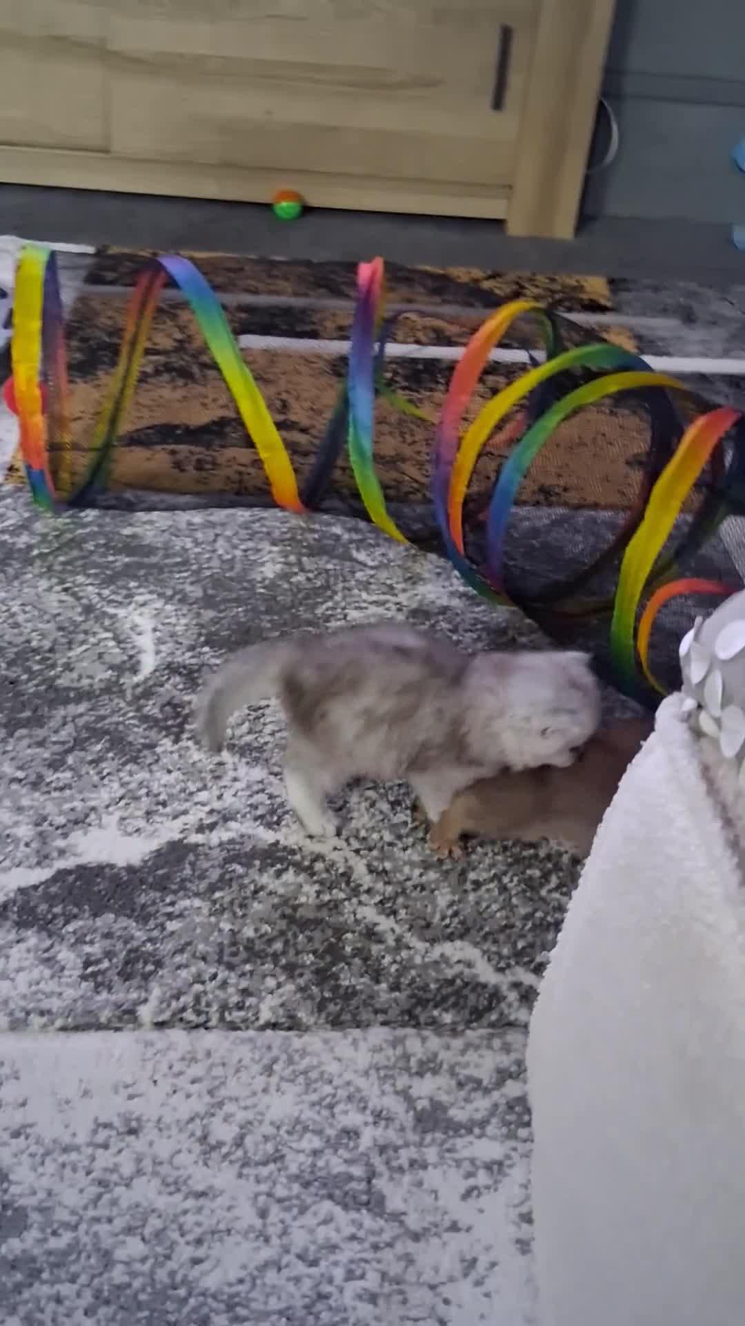 Persian cats for sale: 2  perfect pur persian chinchilla boys - Video 2