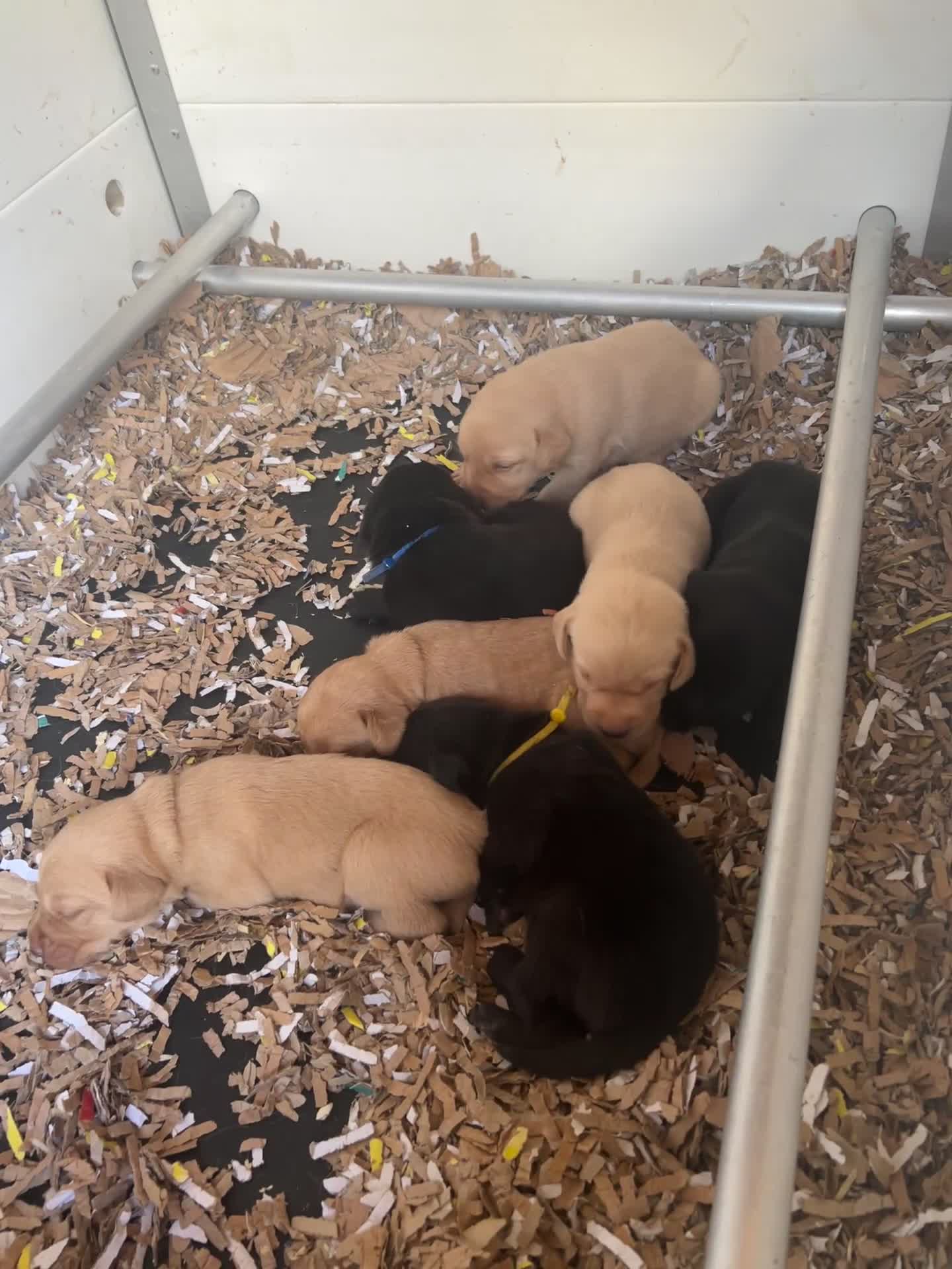Labrador Retriever dogs for sale: KC Labrador Retriever Puppies - Video 1