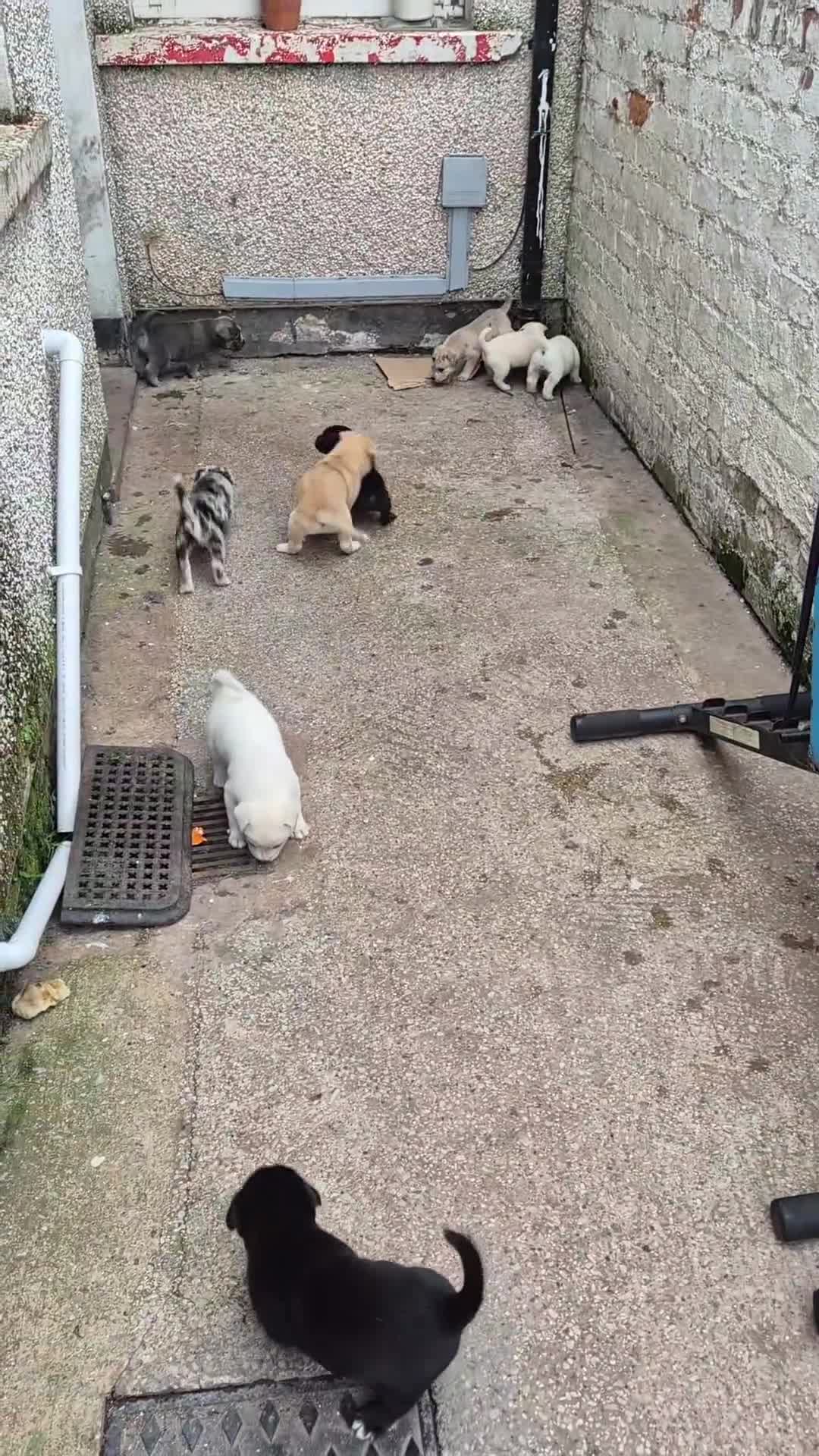 Mixed Breed dogs for sale: 12 Cane corso x Chowski royal canin fed - Video 2