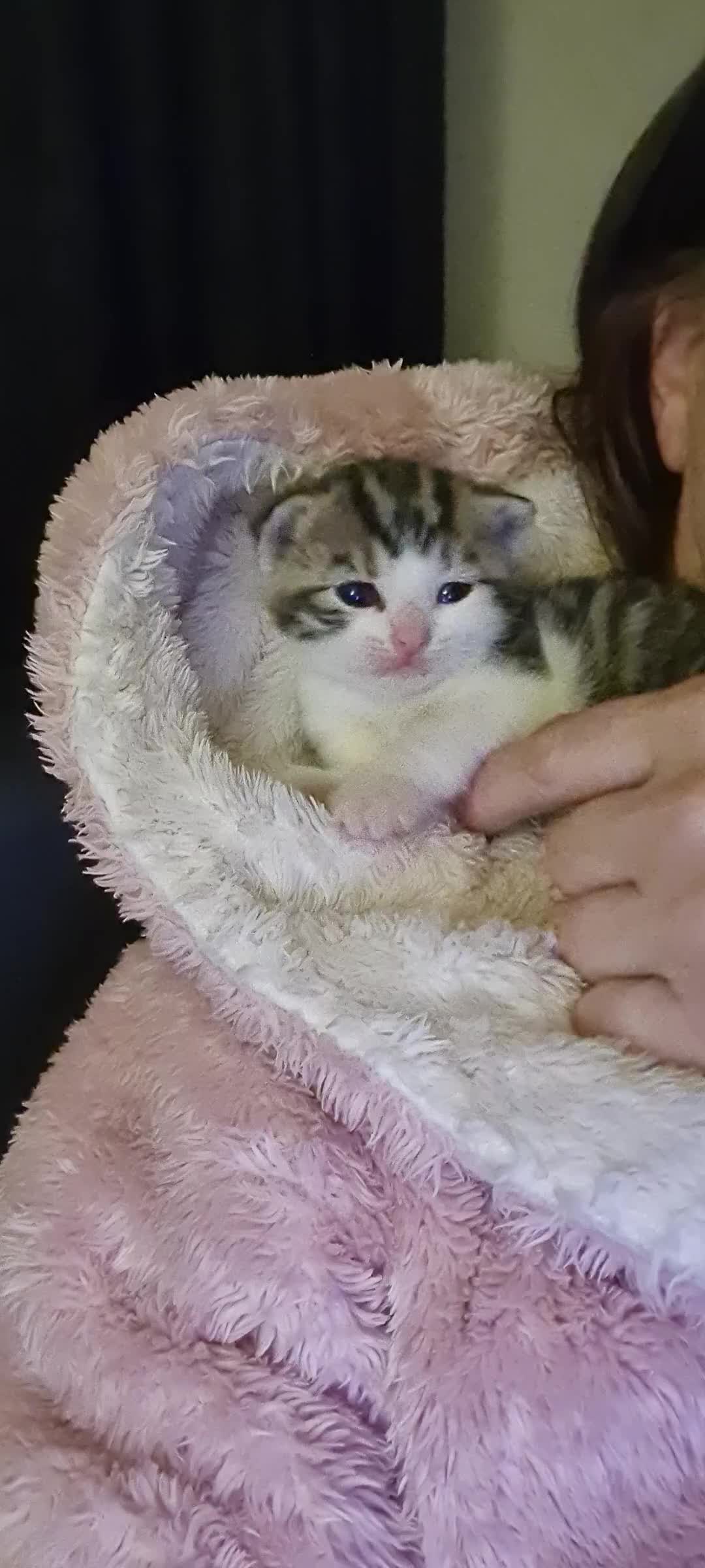 Bengal cats for sale: Adorable cuddly male - Video 1