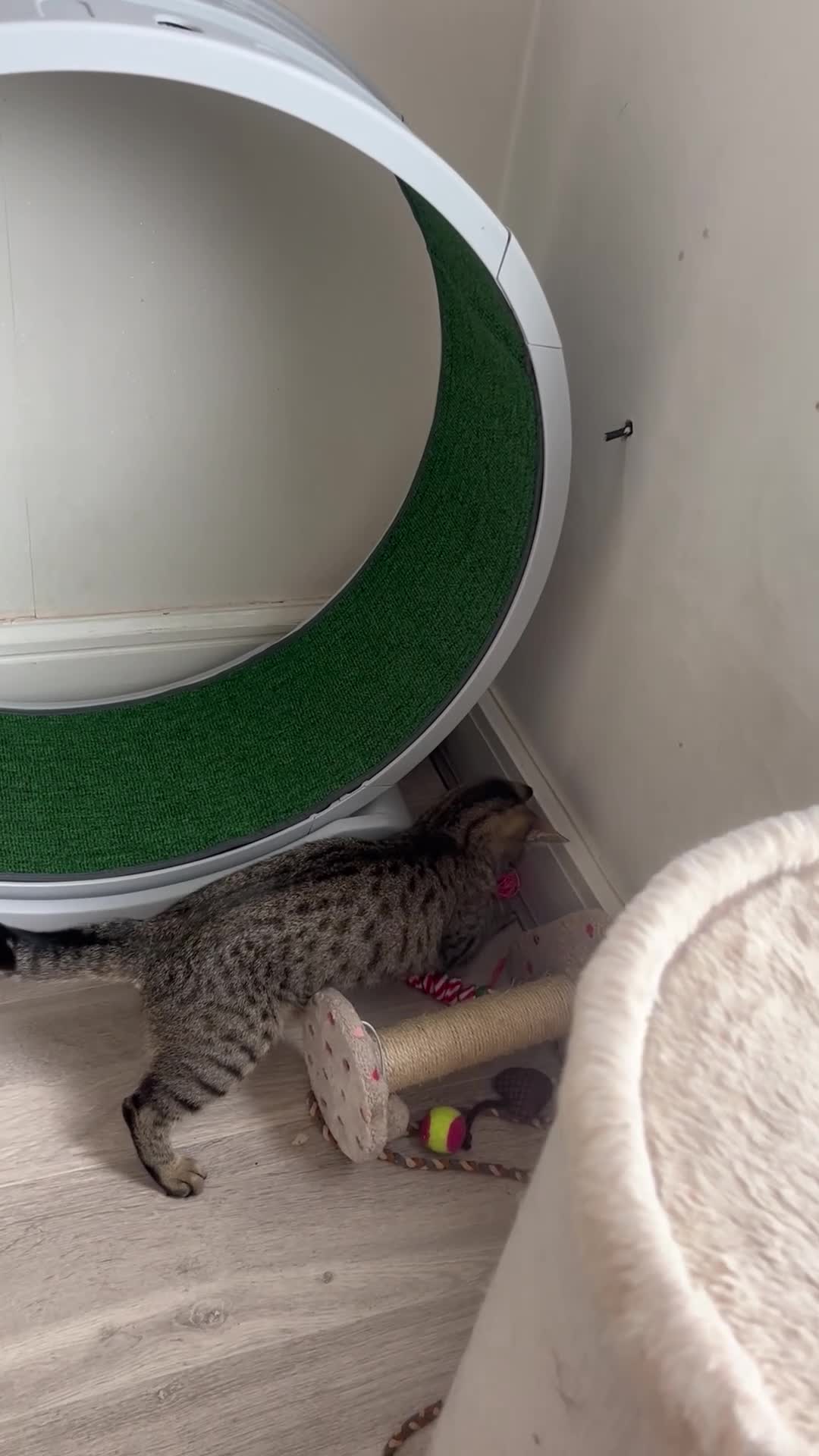 Mixed Breed cats for sale: Spayed cat - Video 2