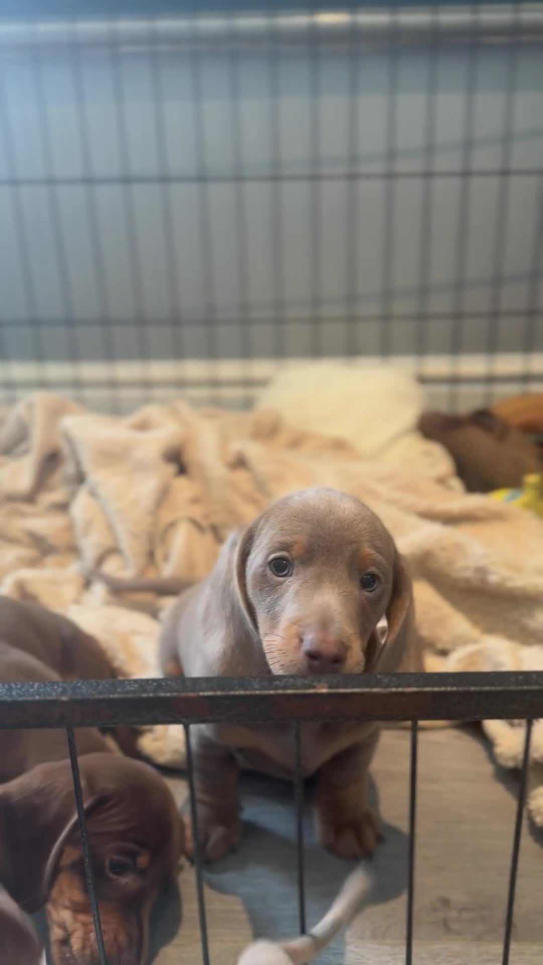 Miniature Dachshund dogs for sale: Ready to leave Mini Dachshund Puppies 🐶🤍  - Video 3