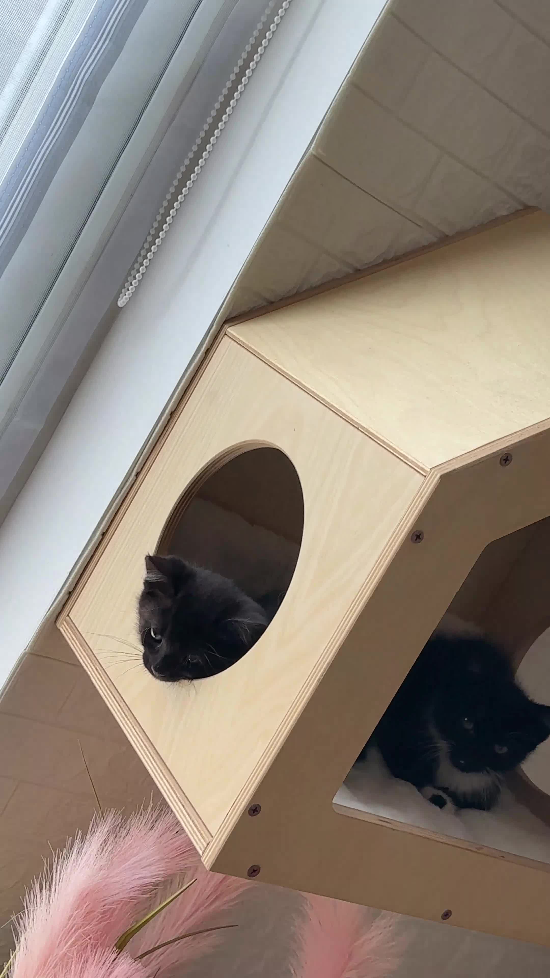 Mixed Breed cats for sale: Two Beautiful Kitten Sisters Looking for  Home - Video 2