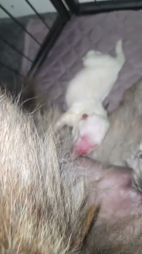 Chow Chow dogs for sale: Chow Chow Puppies  - Video 1