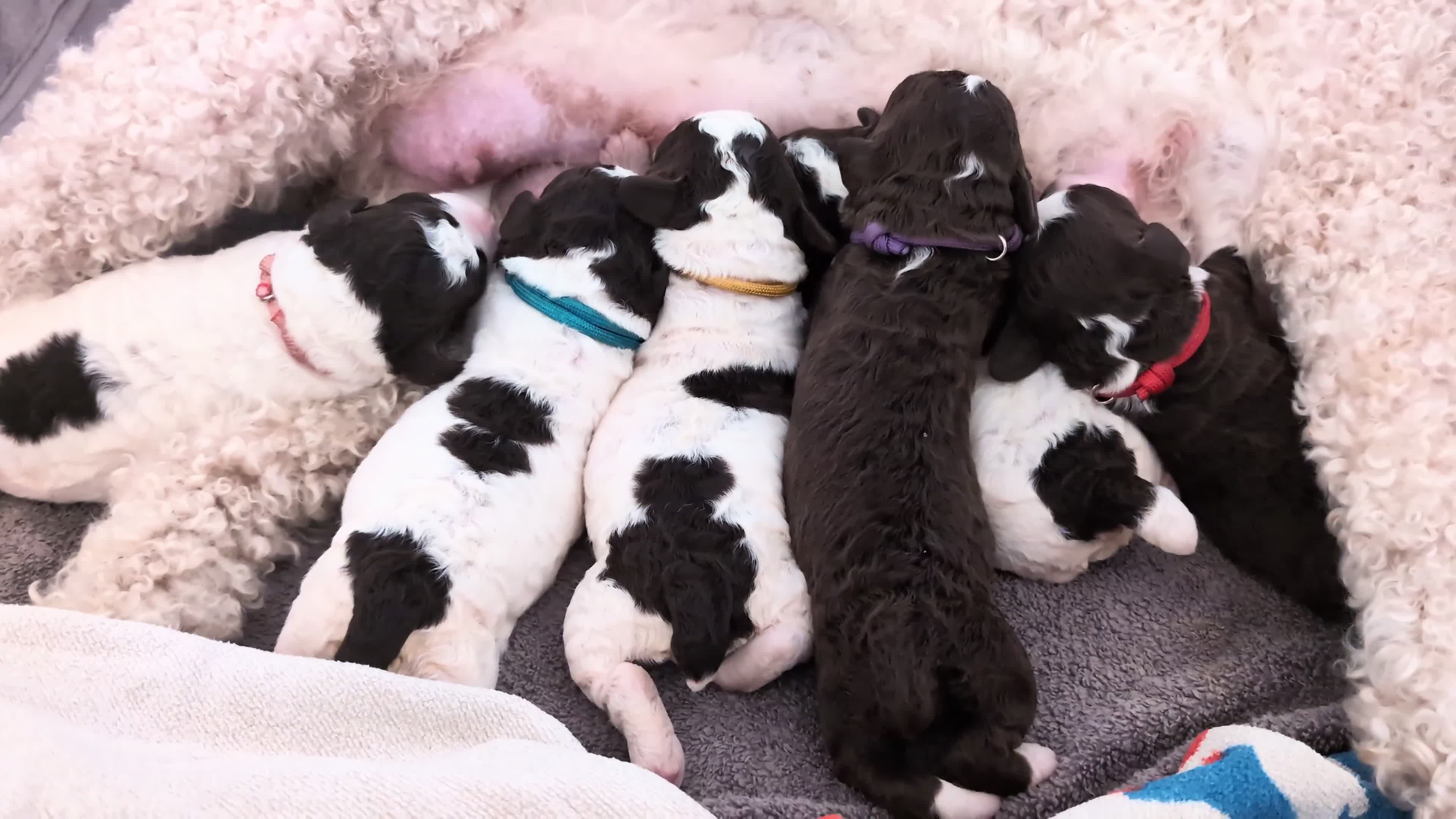 Spanish Water Dog dogs for sale: Spanish water dog  - Video 1