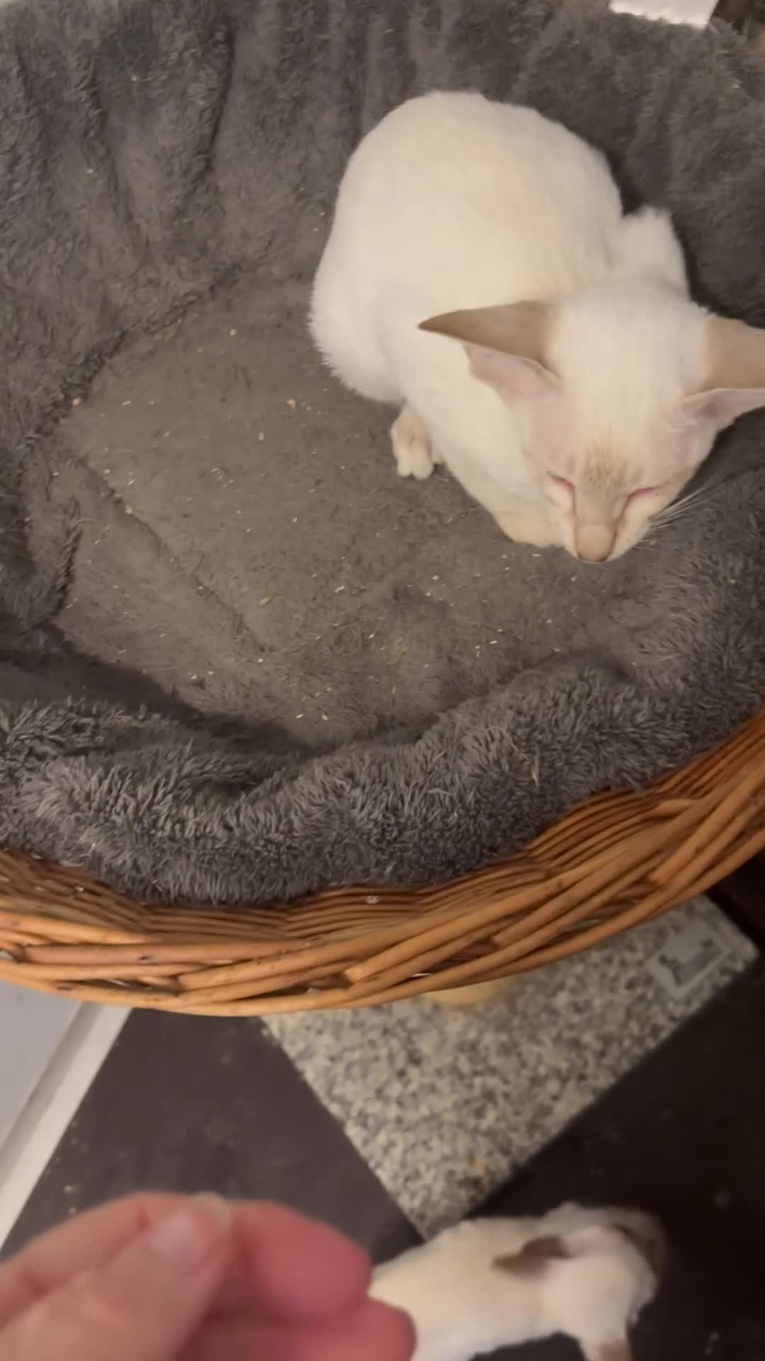 Siamese cats for sale: SIAMESE and ORIENTAL KITTENS - Video 1