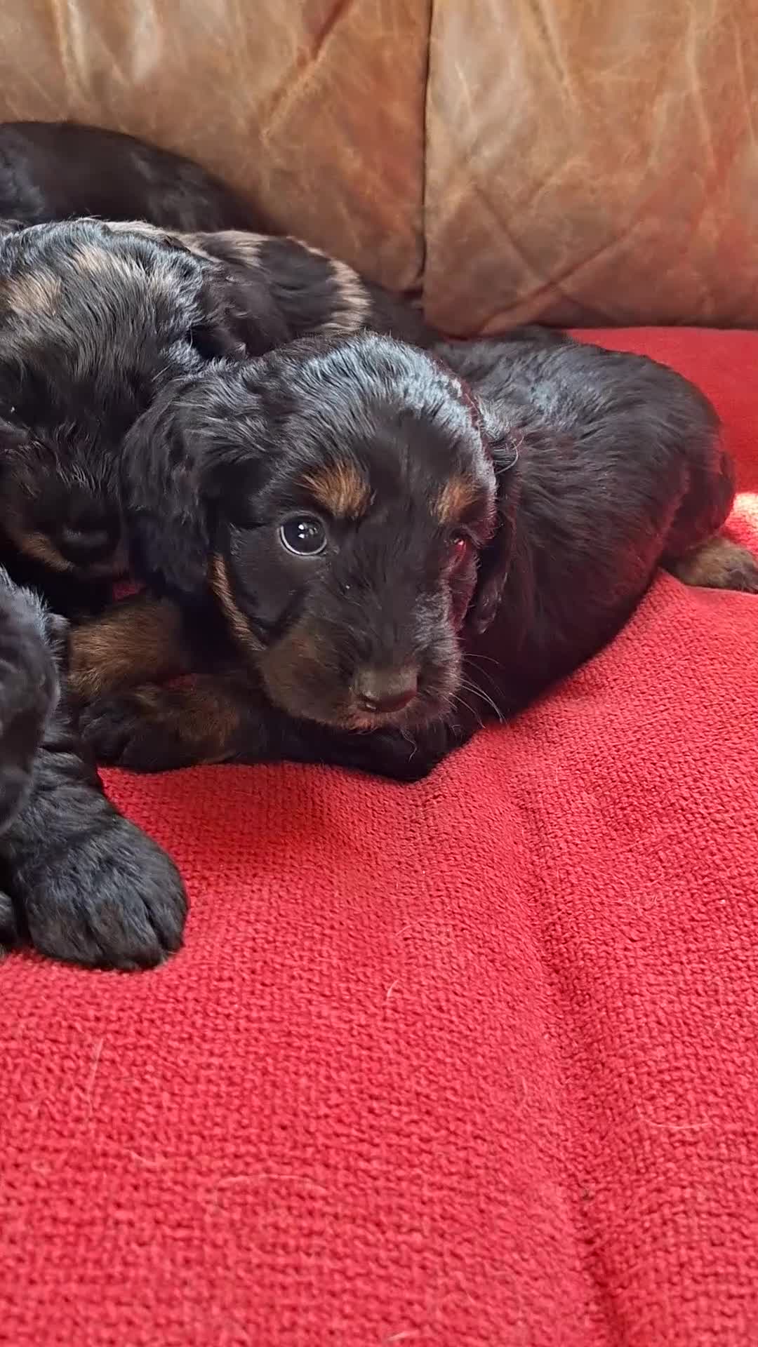 Cockapoo dogs for sale: F1 Cockapoo Pups  - Video 1