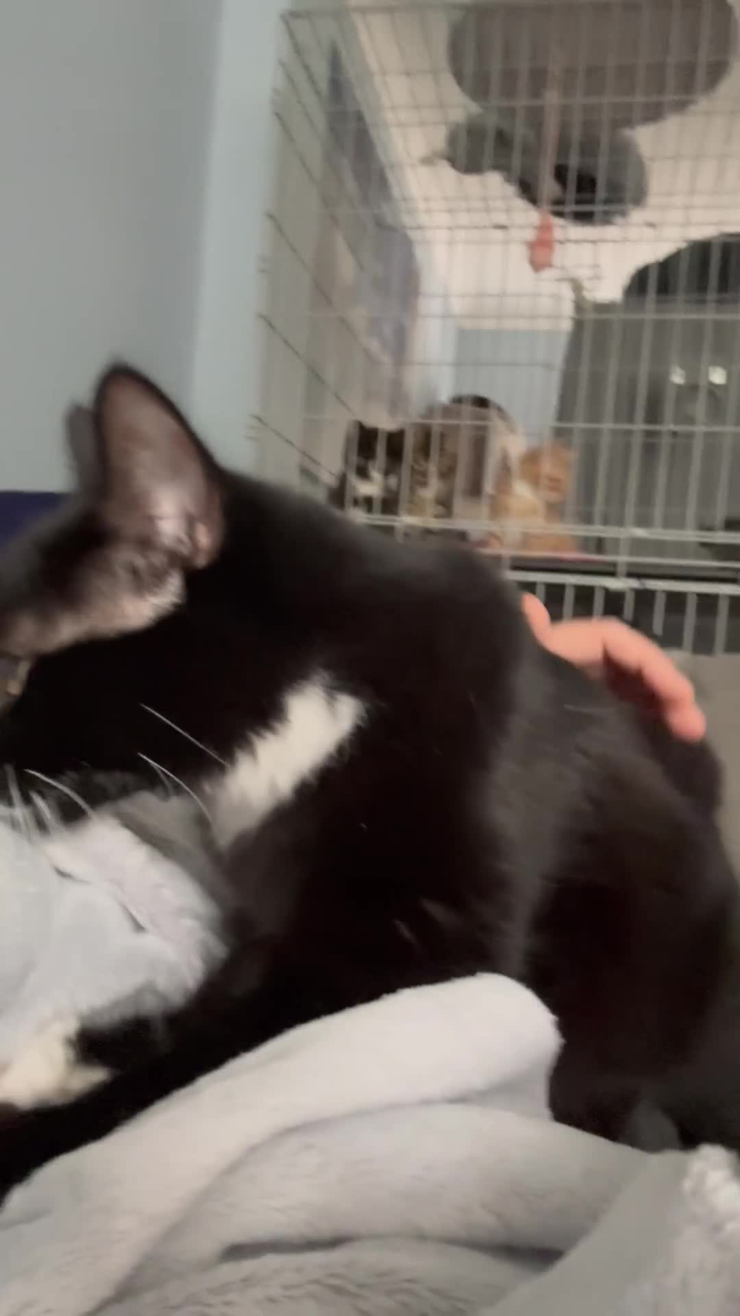 Domestic Shorthair cats for adoption: Bonded Pair  in Romford - Video 1