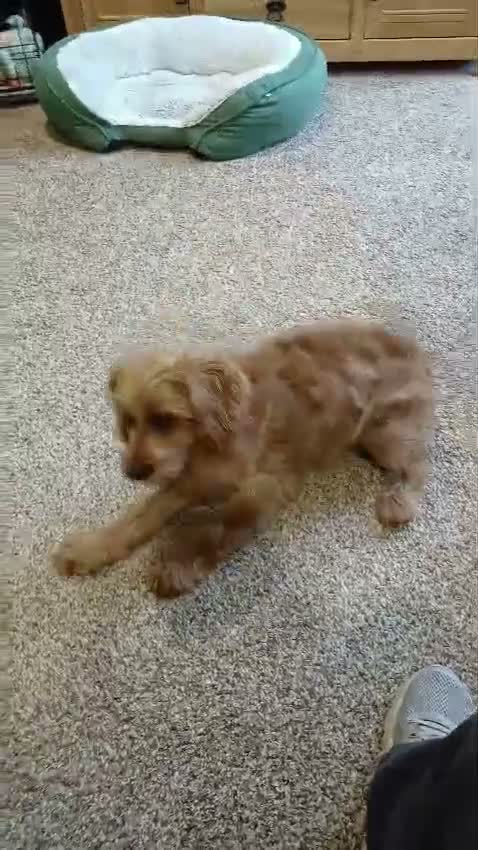 Cavapoo dogs for sale: CAVAPOO Female - Video 1