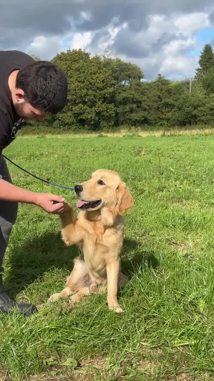 Golden Retriever dogs for sale: (Teddy) male golden retriever for sale - Video 1