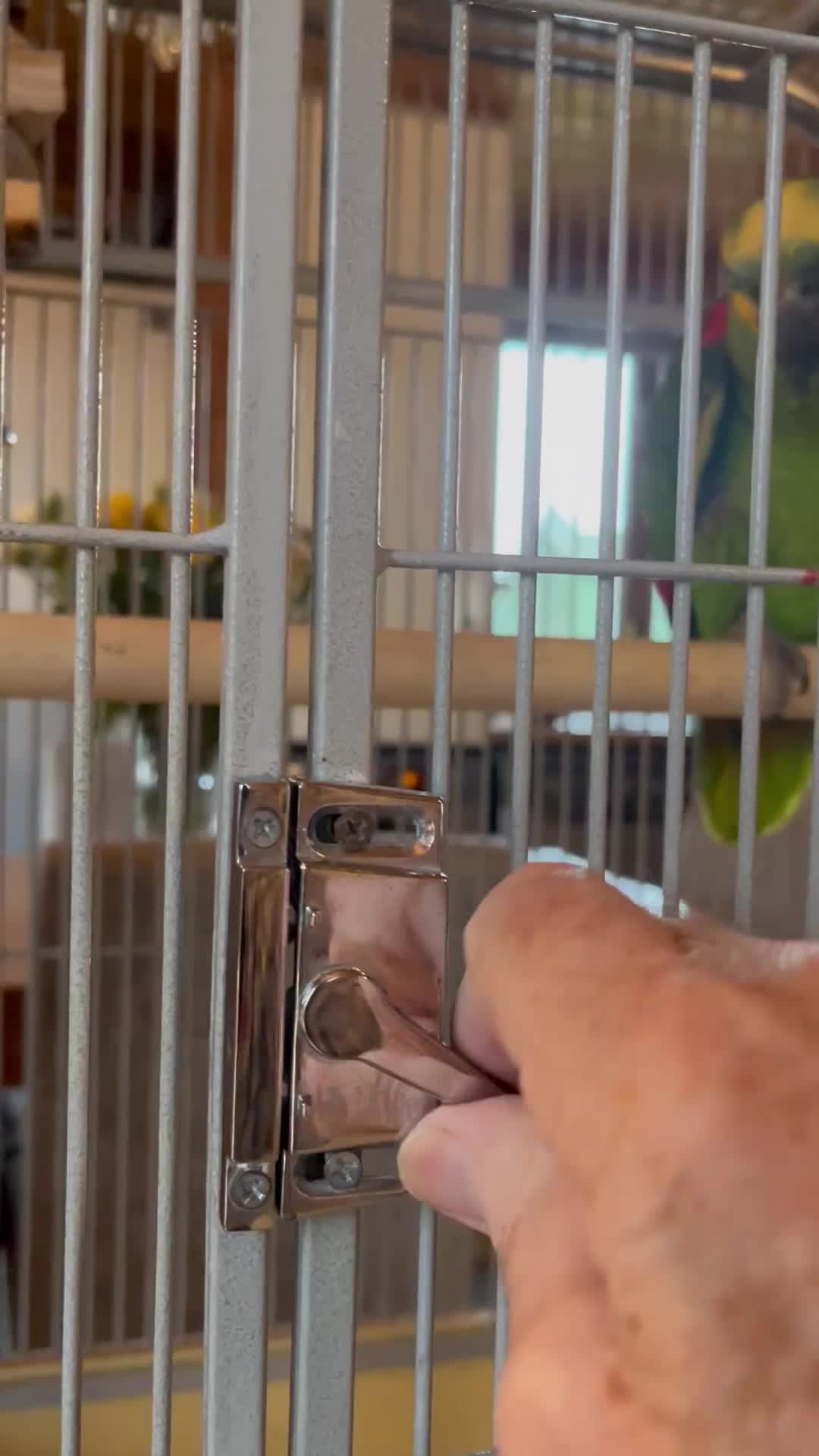 Parrots birds for sale: Blue Fronted Amazon Parrot  - Video 1