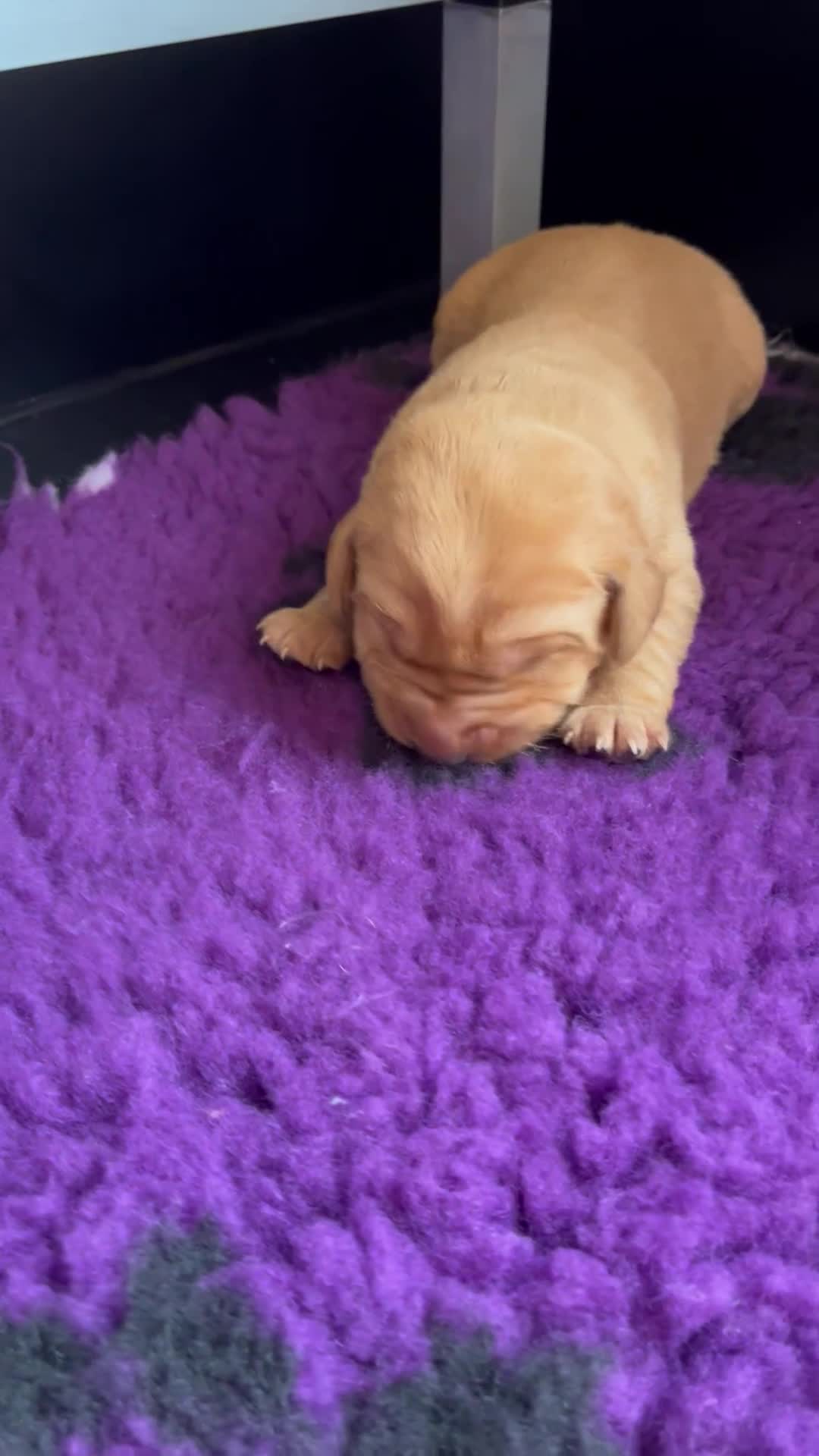 Labrador Retriever dogs for sale: Traditional Stocky Golden Labradors  - Video 3