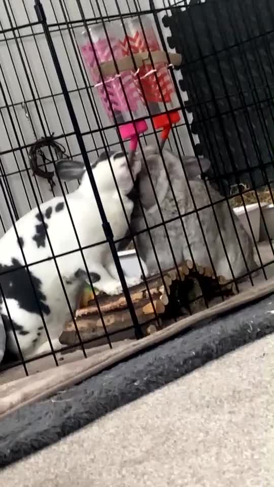 Mini Lop rabbits for sale: Male mini lop and female Rex  in Newcastle - Video 2