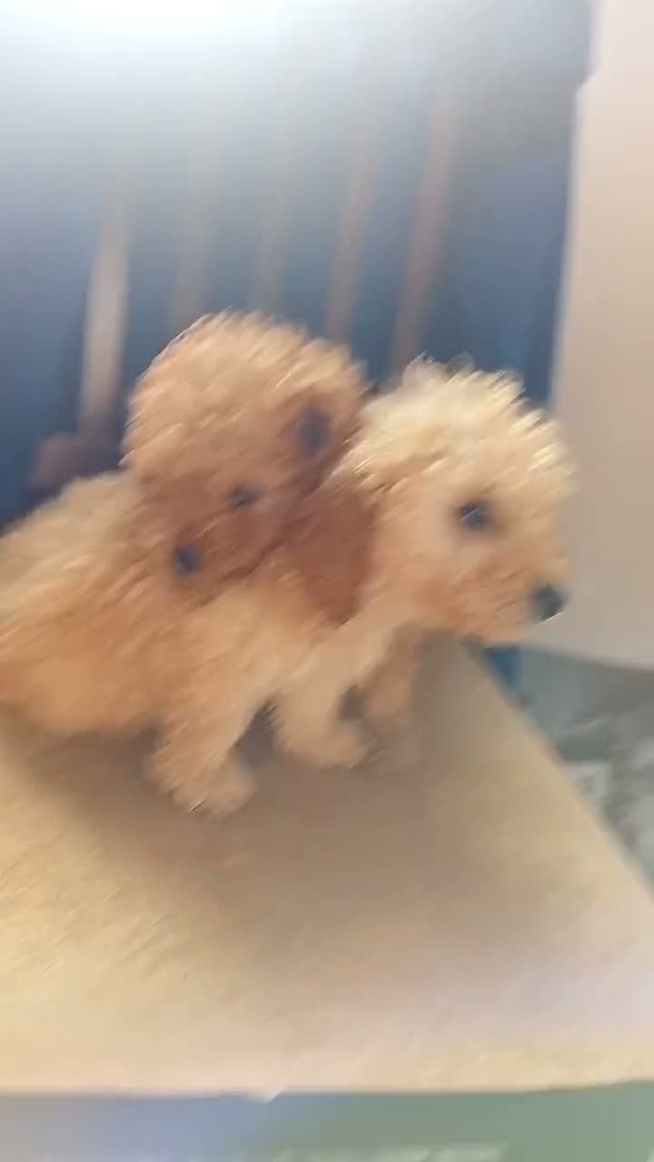 Toy Poodle dogs for sale: Beautiful toy poodle puppies in Sidcup - Video 1
