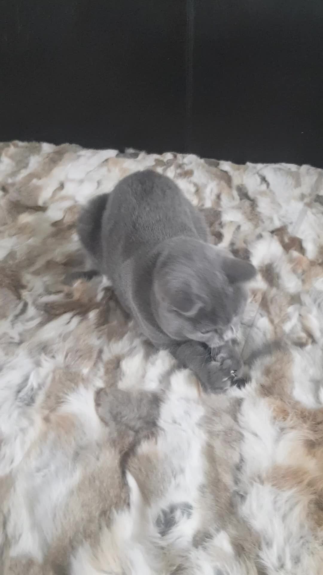 British Shorthair cats for sale: Pure Pedigree BSH kittens ( Male) - Video 1