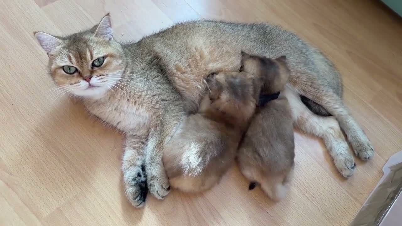 British Shorthair cats for sale: BRITISH SHORT HAIR NY12,GOLDEN , WHITE COLORPOINT - Video 2