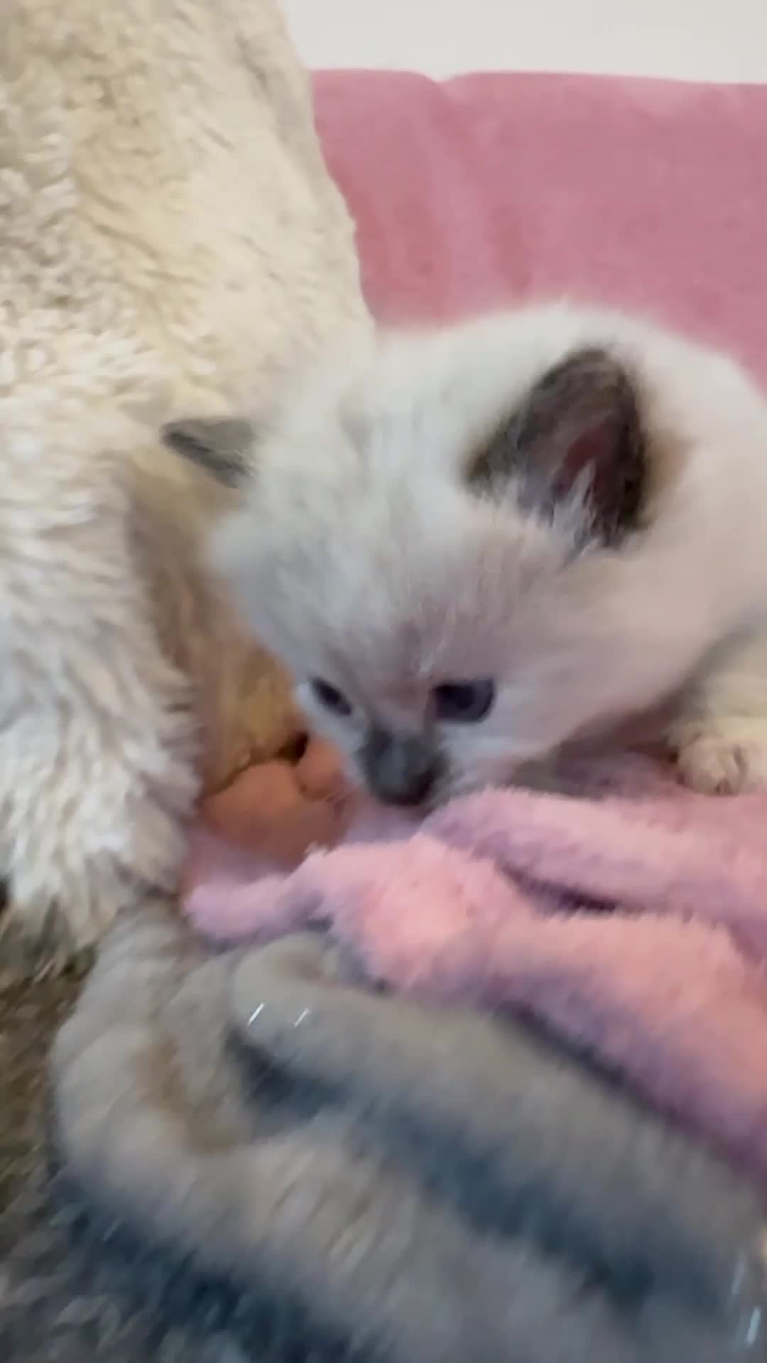 British Shorthair cats for sale: Siamese cross Radoll , kittens FEMALE MALE - Video 3