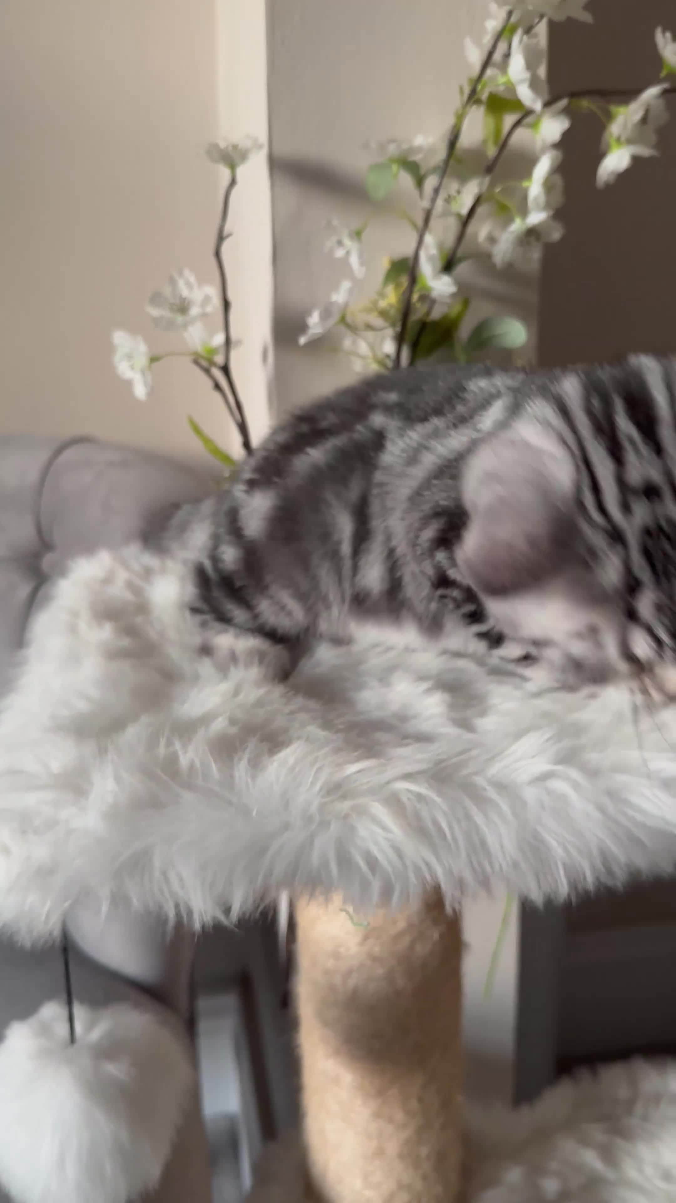 British Shorthair cats for sale: SILVER TABBIES - Registered & Full Pedigree - Video 1