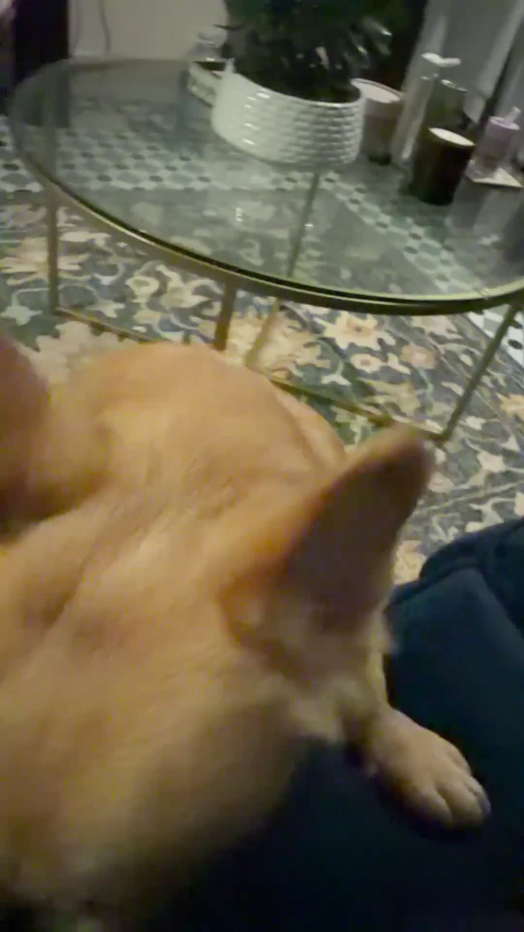 French Bulldog dogs for sale: French Bulldog - Video 1