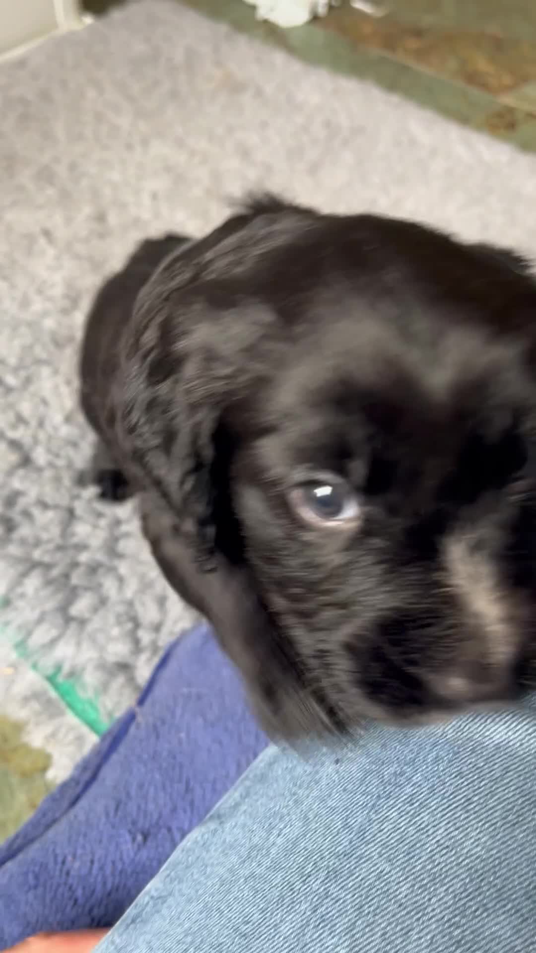 Cocker Spaniel dogs for sale: Exceptional KC Working Cocker Spaniel Puppies - Video 1