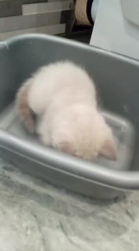 Ragdoll cats for sale: 6 ragdoll kittens  - Video 1