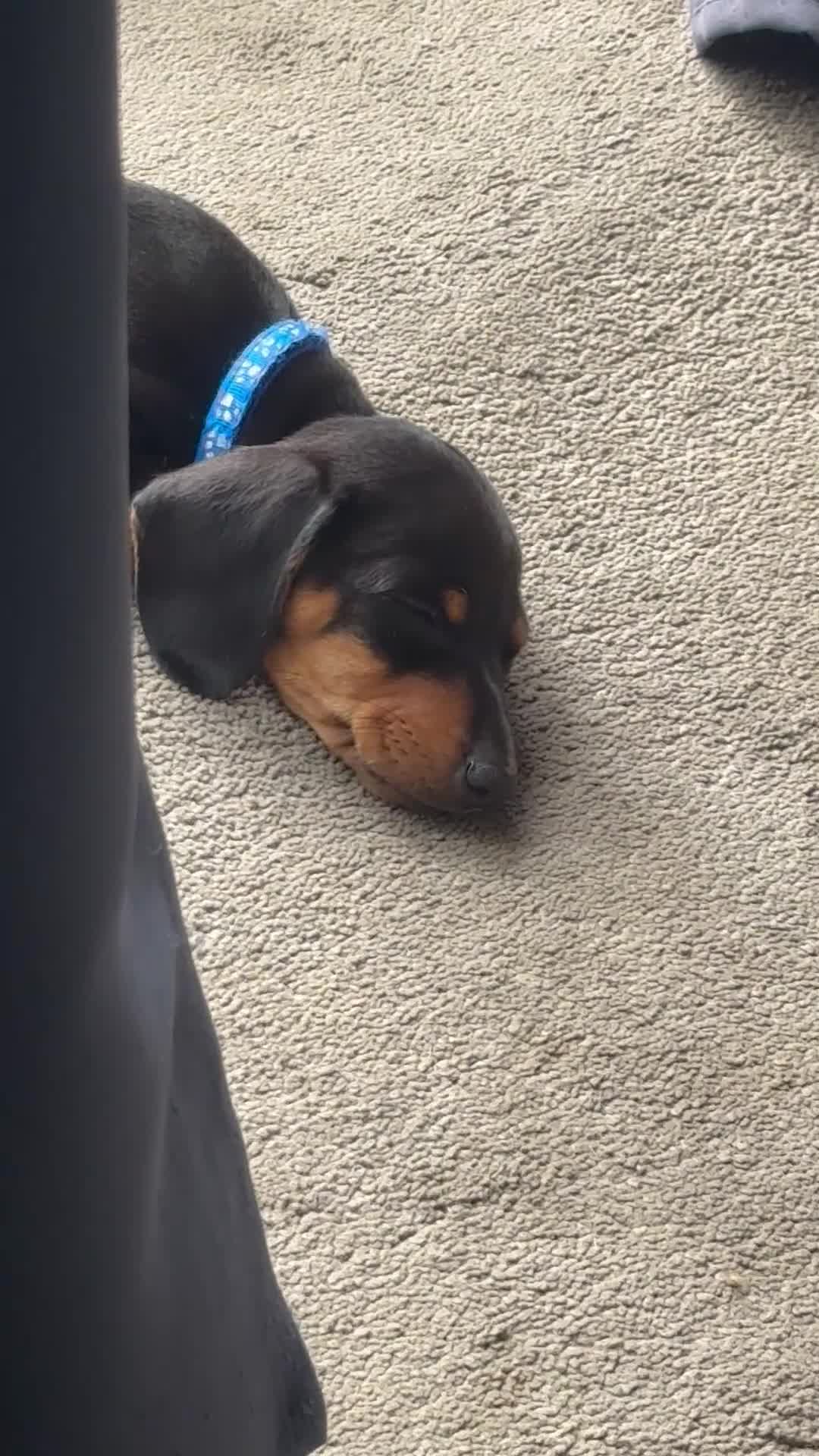 Miniature Dachshund dogs for sale: LAST LITTLE KC BLACK & TAN BOY AVAILABLE  - Video 2