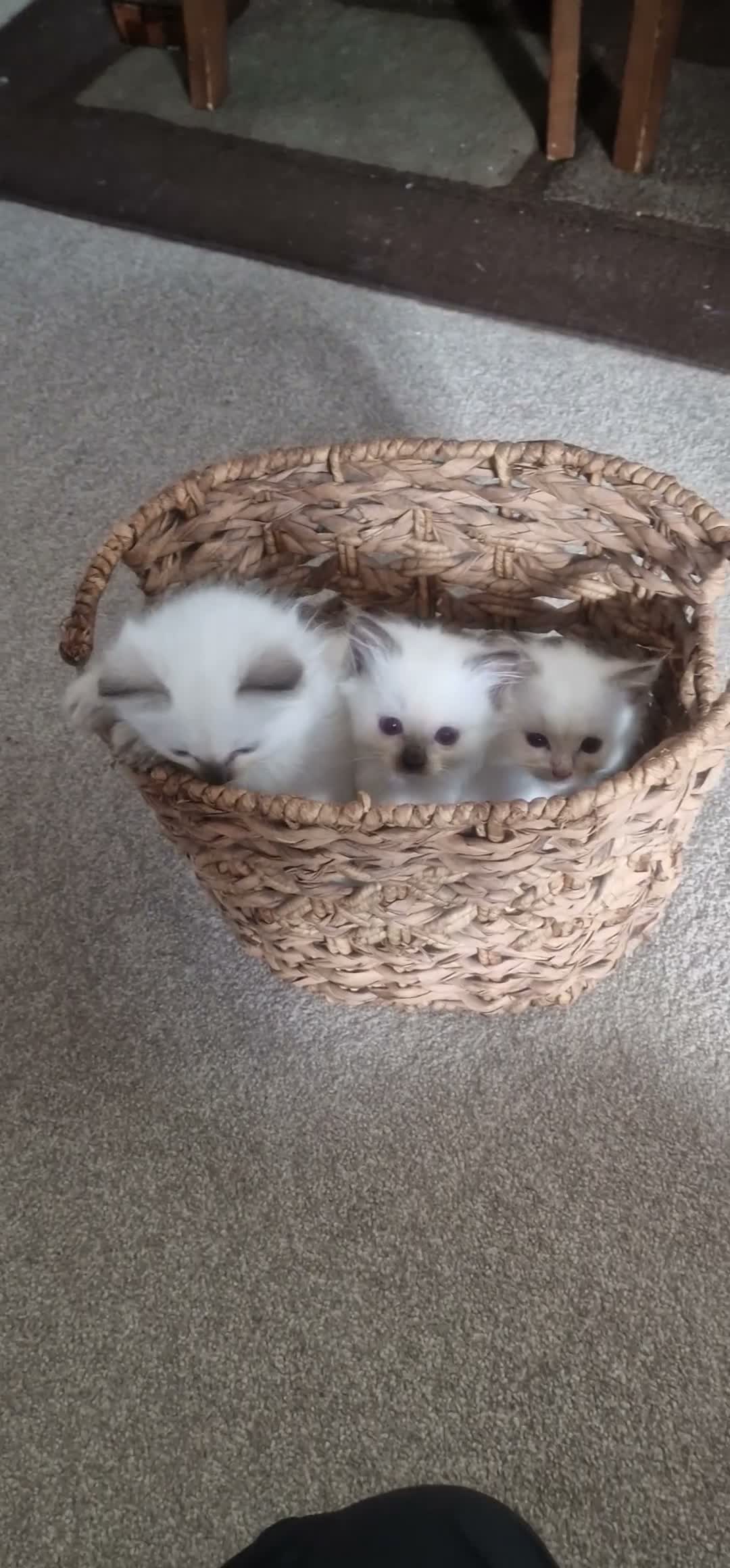 Ragdoll cats for sale: 🐾Beautiful Ragdoll Kittens – Championship Lines🐾 - Video 2