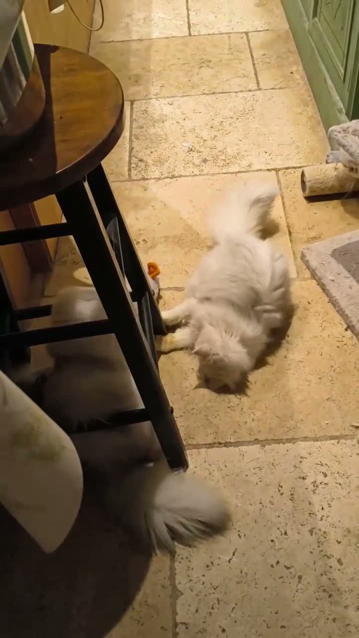 Persian cats for sale:  Persian Silver Shaded/Tipped kittens ready now - Video 2