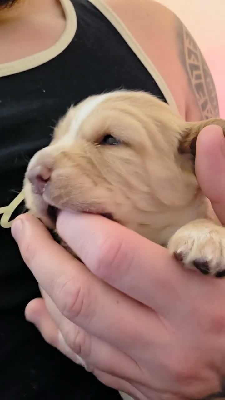 Cocker Spaniel dogs for sale: Beautiful proven cocker spaniels for sale - Video 1