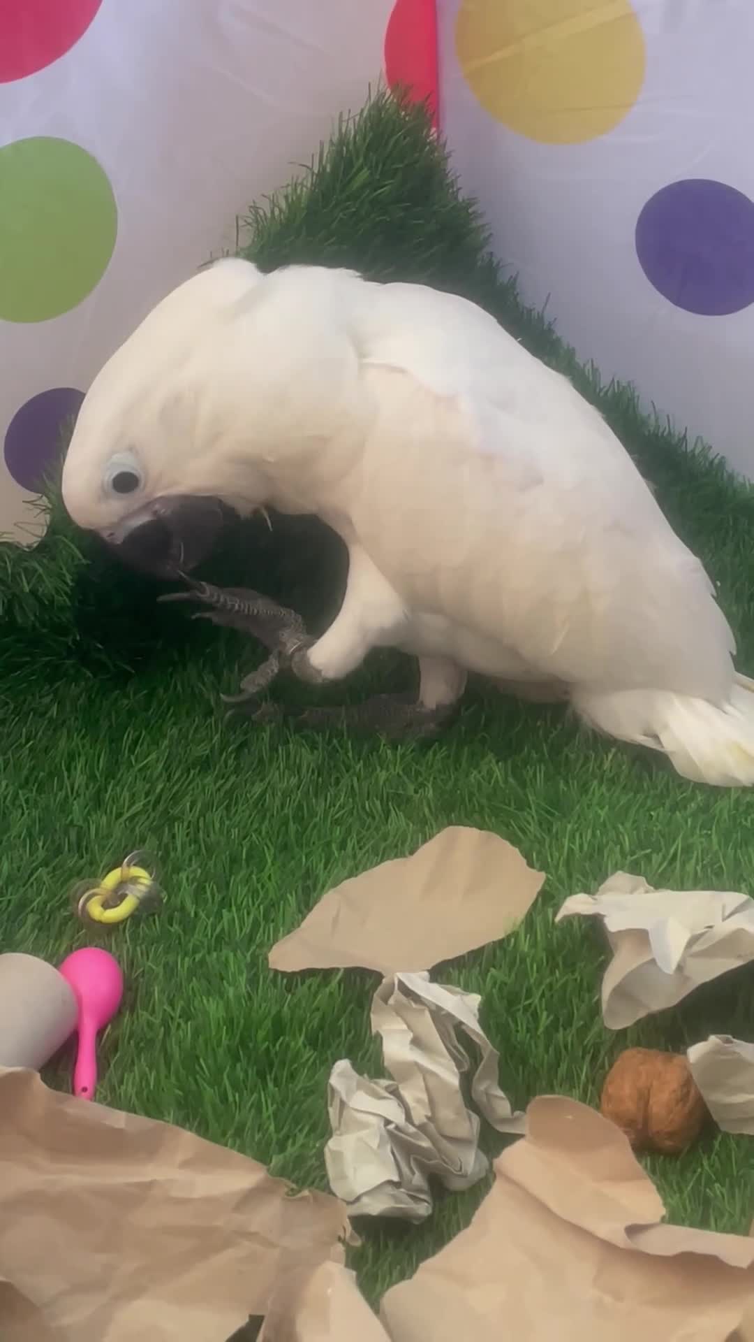Parrots birds for sale: Hand reared baby boy umbrella cockatoo - Video 1