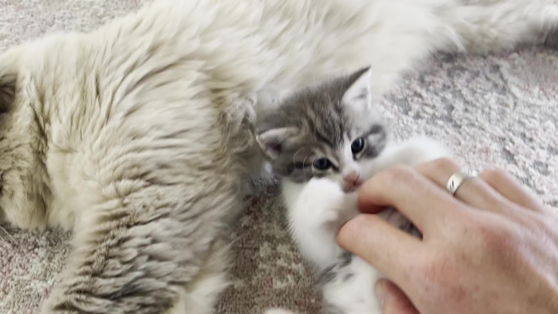 Mixed Breed cats for sale: Stunning Ragdoll Cross Kittens - Video 2