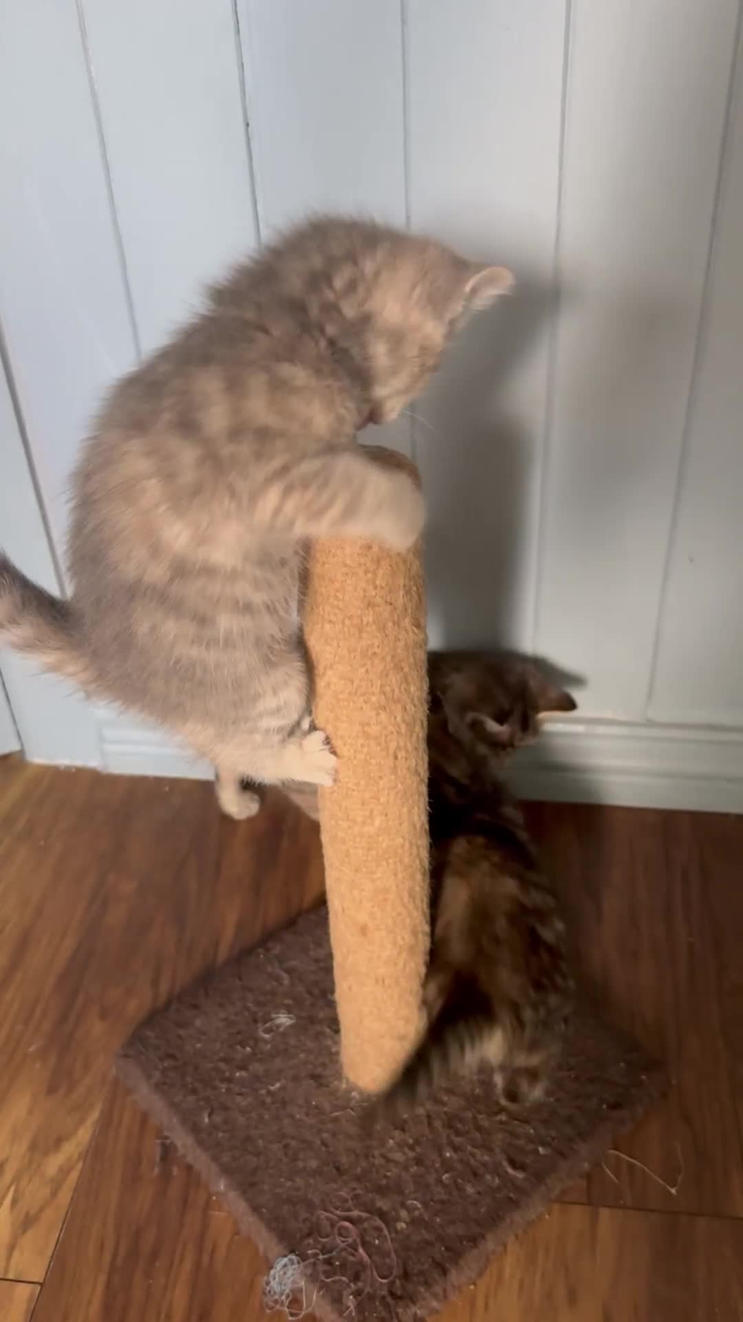 Mixed Breed cats for sale: Kittens (£250-£80) - Video 1