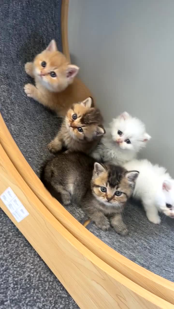 British Shorthair cats for sale: X5 Gorgeous British shorthair male kittens - Video 2
