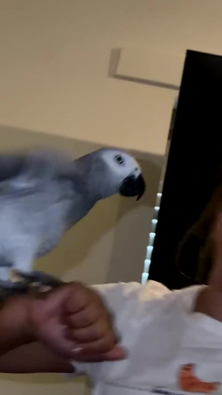 Parrots birds for sale: Breeding pair of African greys in Stockton-on-Tees - Video 3
