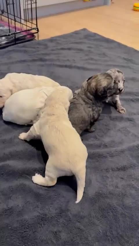 Schnoodle dogs for sale: Gorgeous schnoodle puppies  - Video 1