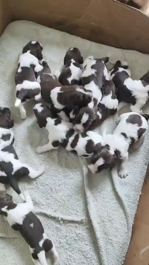 English Springer Spaniel dogs for sale: ESS girl puppies  - Video 2