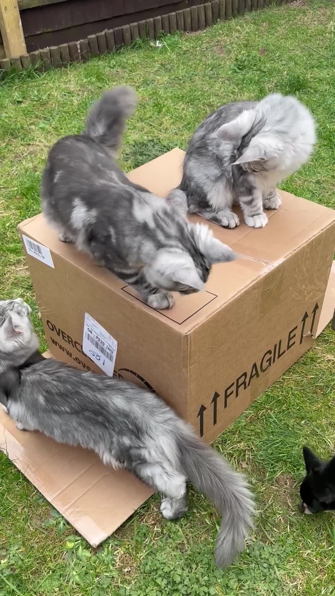 Maine Coon cats for sale: 6 STUNNING PEDIGREE TICA REG MAINE COON KITTENS - Video 1