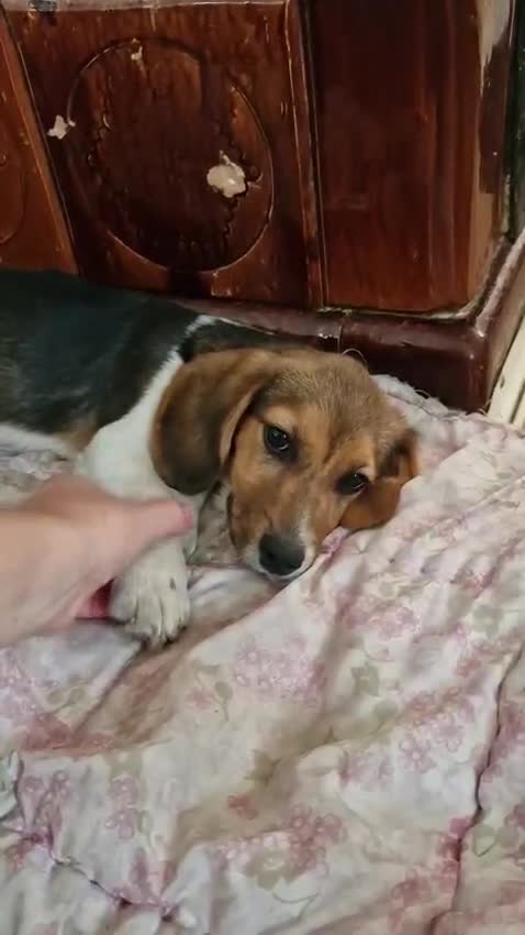 Beagle dogs for adoption: 💙🐶 ELVIS 🐶💙 - Video 1