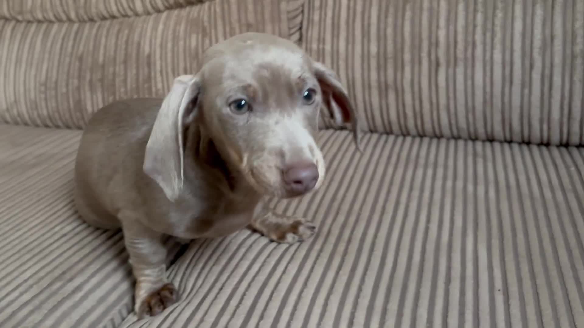 Dachshund dogs for sale: Dachshund (Girl)  - Video 1
