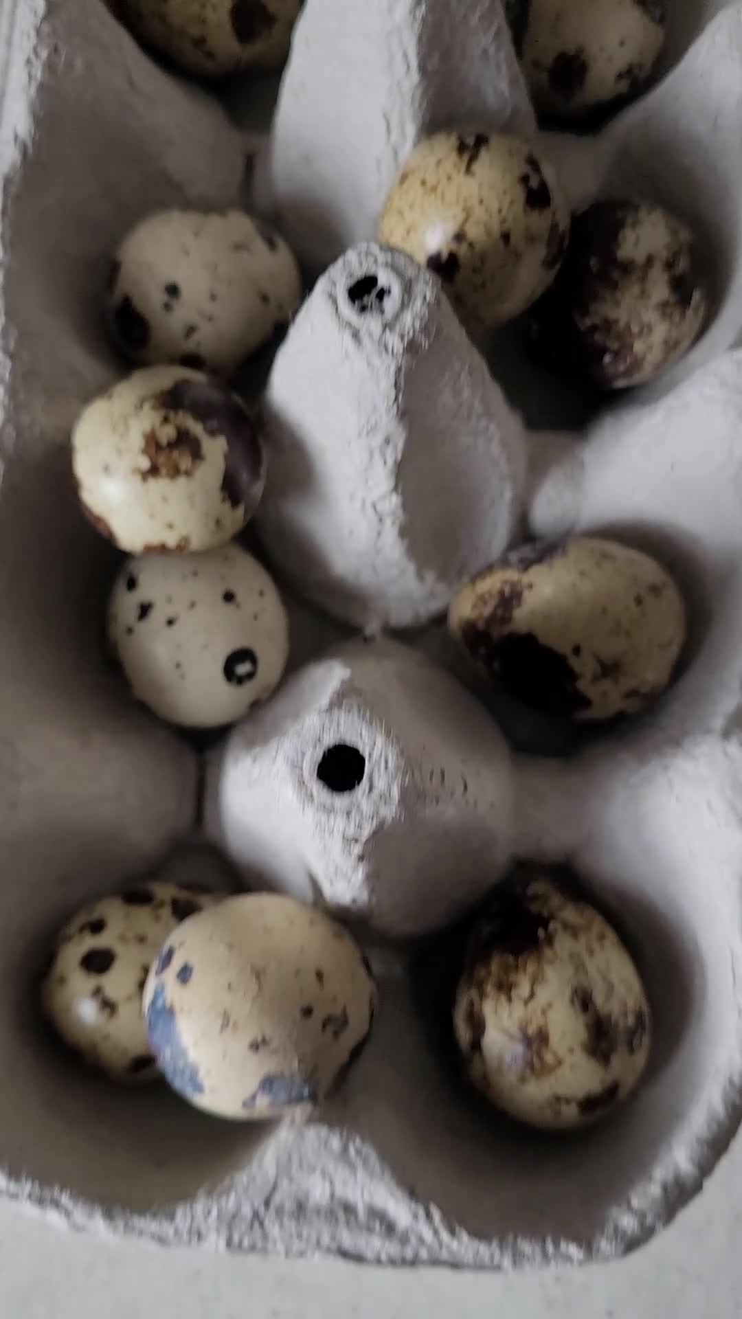 Quail poultry for sale: Fertile Quail Eggs  - Video 1