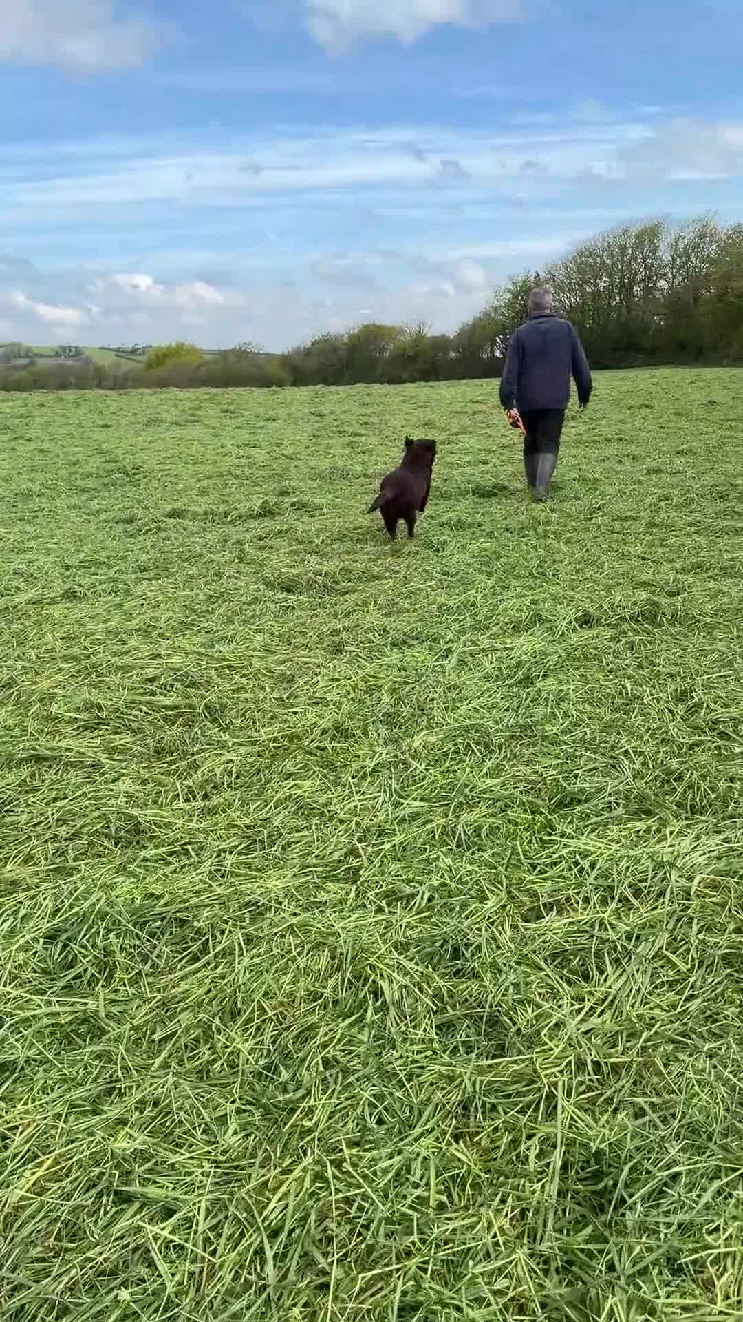 Labrador Retriever dogs for sale: Adult Bitch - Quality KC Chocolate Labrador  - Video 1