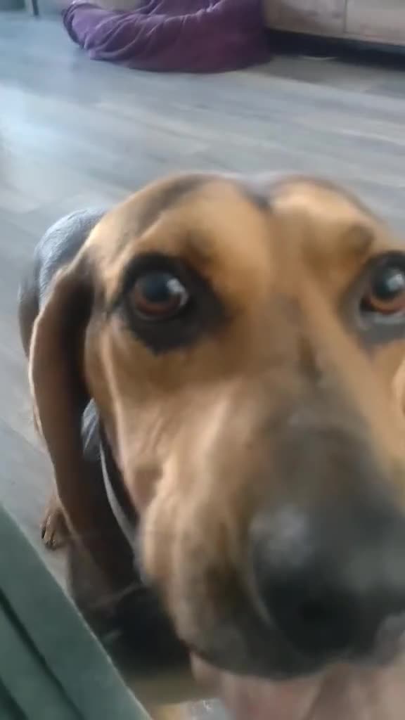 Mixed Breed dogs for adoption: Oscar deserves the best home  - Video 3