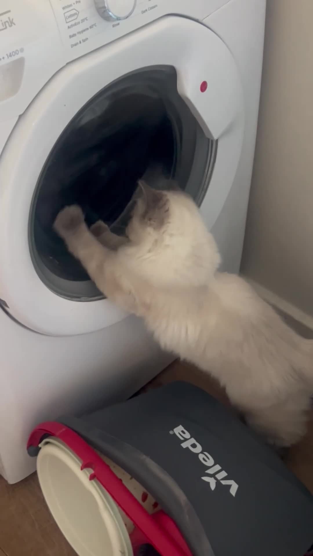 Ragdoll cats for sale: Beautiful Beau in London - Video 2
